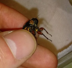 Magicicada septendecula