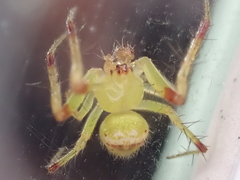 Araneus bonsallae