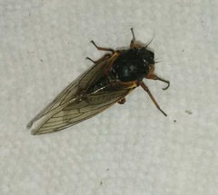 Magicicada septendecula