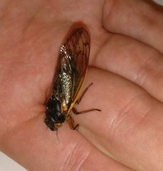 Magicicada septendecula