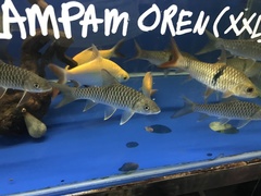 Barbonymus schwanefeldii