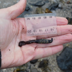 Cerebratulus macrostomus