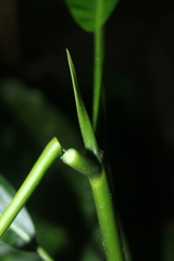 Lintersemina chucuriensis