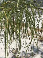 Parkinsonia aculeata
