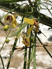 Parkinsonia aculeata