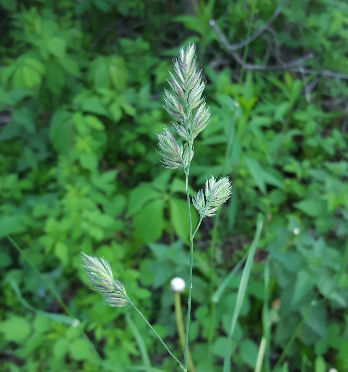 (c) François Rousseu, certains droits réservés (CC BY-NC) https://www.inaturalist.org/observations/80055815