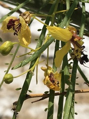 Parkinsonia aculeata