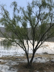 Parkinsonia aculeata