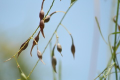 Parkinsonia aculeata