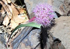 Allium platycaule