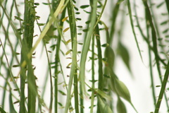 Parkinsonia aculeata