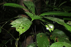 Lintersemina chucuriensis
