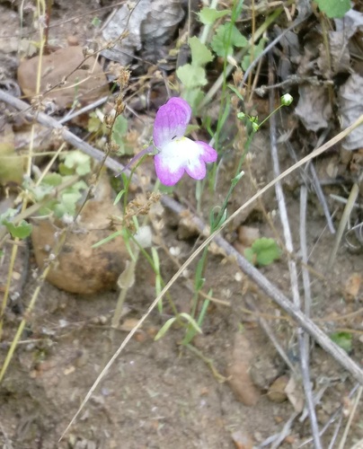 Linaria maroccana