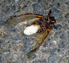Massospora cicadina