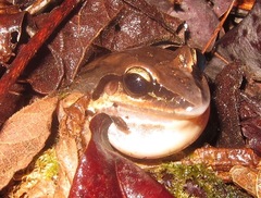 Leptodactylus mystaceus
