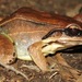 Basin White-lipped Frog - Photo (c) Rich Hoyer, some rights reserved (CC BY-NC-SA), uploaded by Rich Hoyer