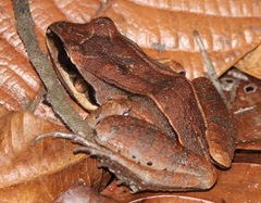 Leptodactylus mystaceus