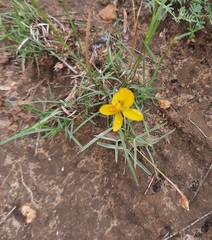 Senna pumilio