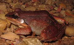 Leptodactylus mystaceus
