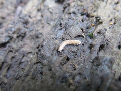 Pyrgodesmidae