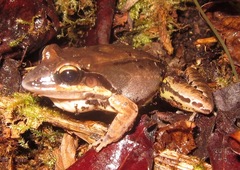 Leptodactylus mystaceus