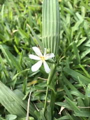 Eleutherine latifolia