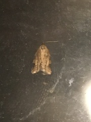Archips grisea