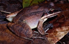 Leptodactylus mystaceus