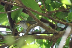 Phyllergates cucullatus