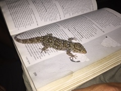 Chondrodactylus bibronii