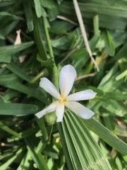 Eleutherine latifolia