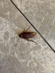 Periplaneta americana