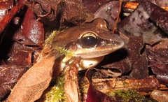Leptodactylus mystaceus