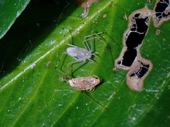 Scytodes pallida