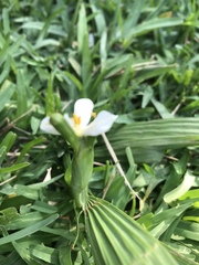 Eleutherine latifolia