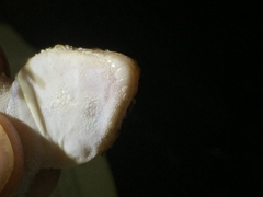 Chondrodactylus bibronii