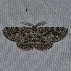 Hypomecis umbrosaria