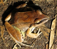 Leptodactylus mystaceus