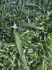 Eleutherine latifolia