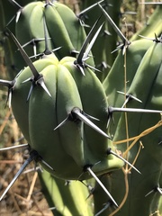 Myrtillocactus geometrizans