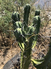 Myrtillocactus geometrizans