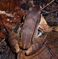 Leptodactylus mystaceus