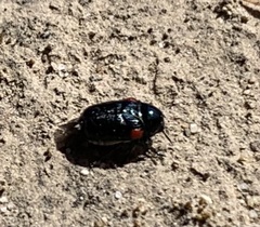 Saxinis saucia
