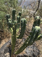 Myrtillocactus geometrizans