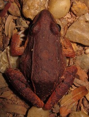 Leptodactylus mystaceus