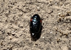 Saxinis saucia