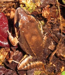Leptodactylus mystaceus