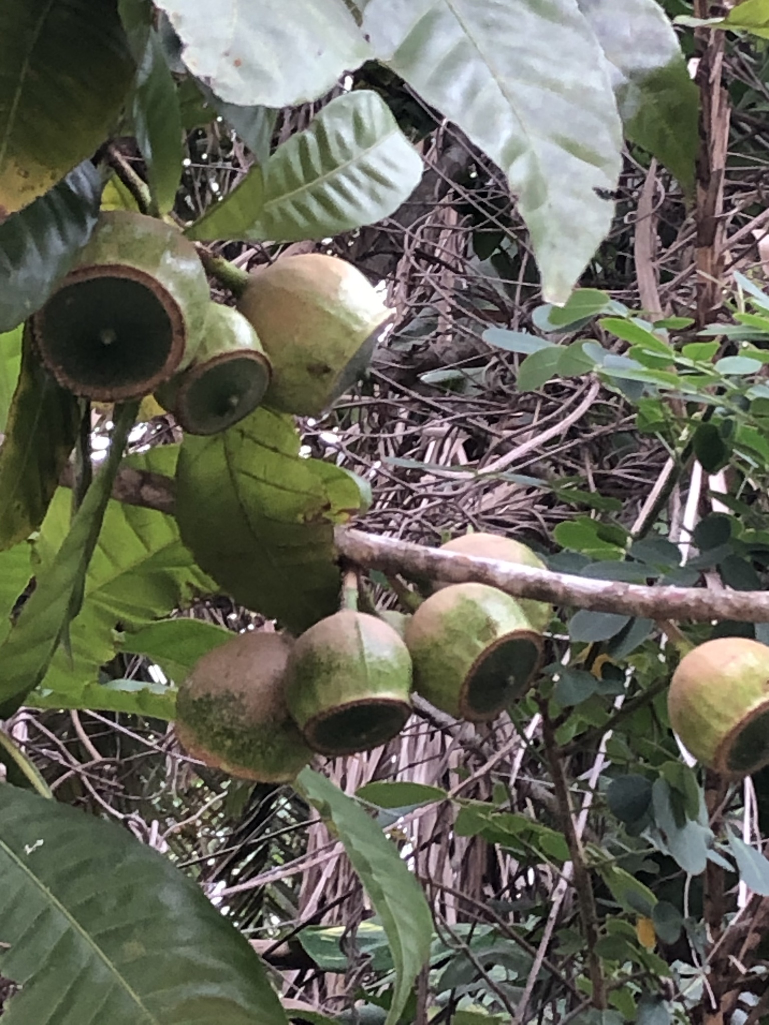 basswood (Georgia Coastal Plain - DRAFT) · iNaturalist