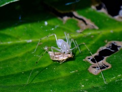 Scytodes pallida
