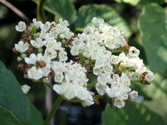 Viburnum scabrellum